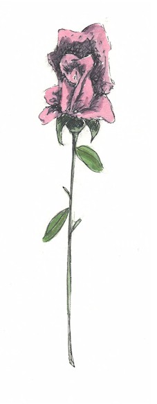 Pink Rose
