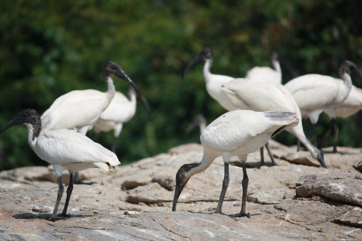 at Ranganathittu,mysore