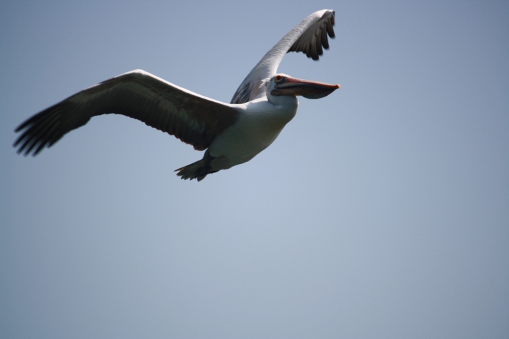 Ranganathittu Bird Sanctuary,Mysore,India