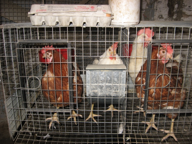 Chickens behind bars