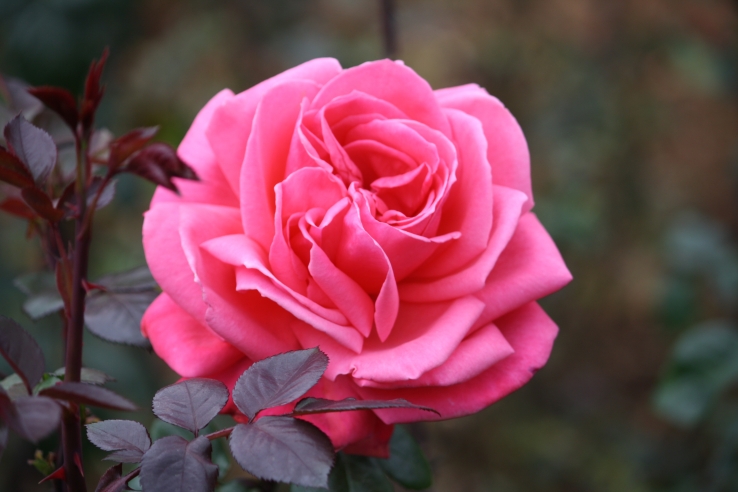 rose