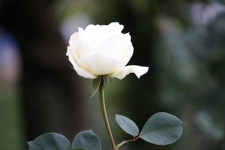 white rose