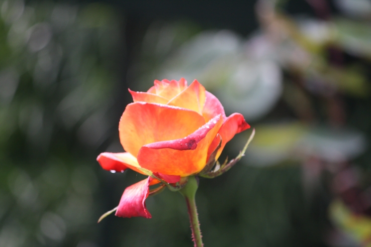 rose