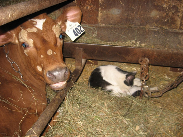 Calf at Dairy Farm, Canada