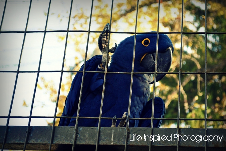 Blue Macaw
