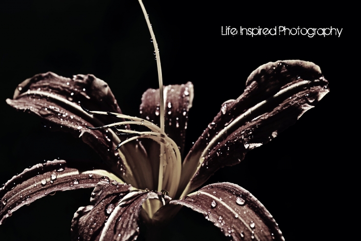Dark & Dramatic