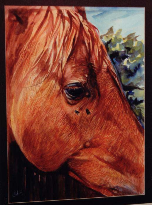 Darn horseflys !