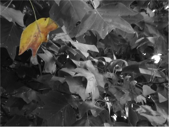 First Fall