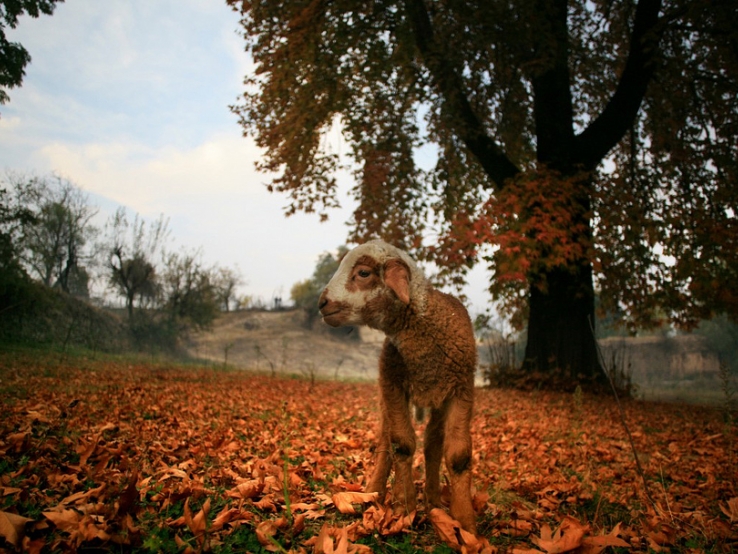 Fall in Kashmir