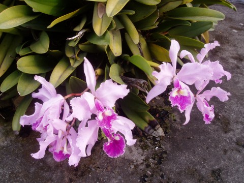 Orchidian Beauty