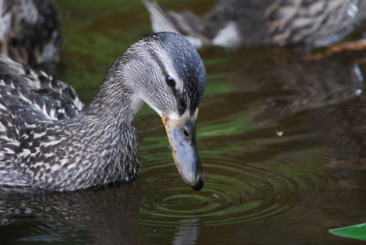 Canadian Duck
