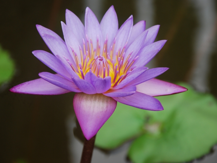 Lotus in the School