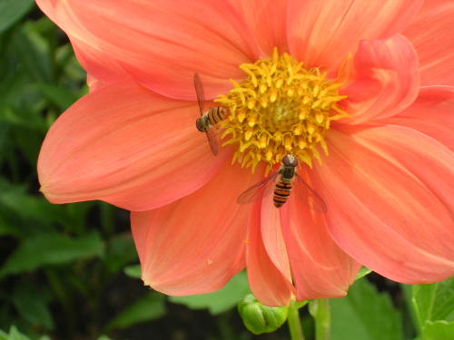 BEEing in the garden!