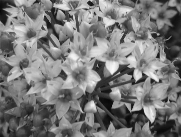 Perspective: 2 Inch Bouquet