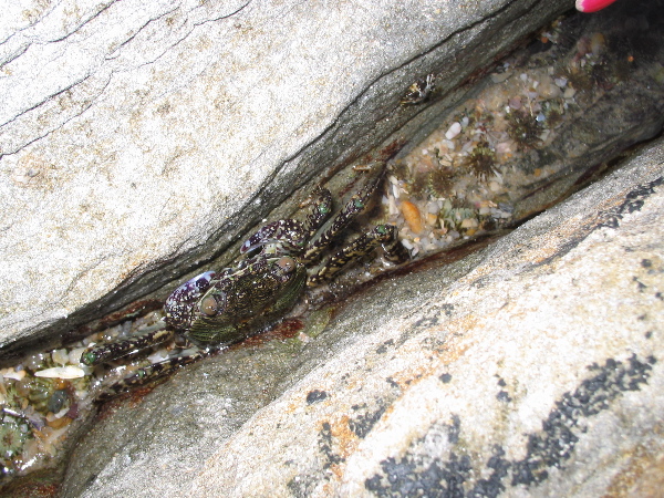 rockpool