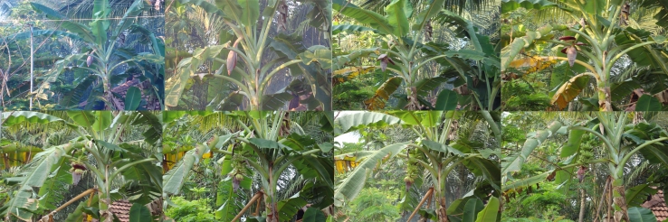 Growth of a Banana