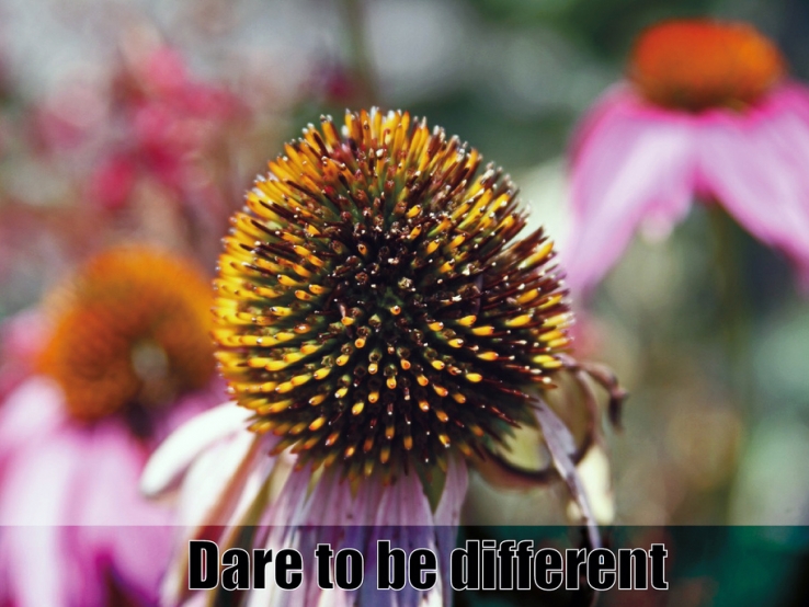 Dare to be different?