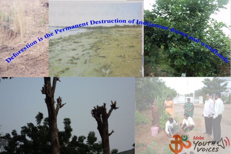 Deforestation
