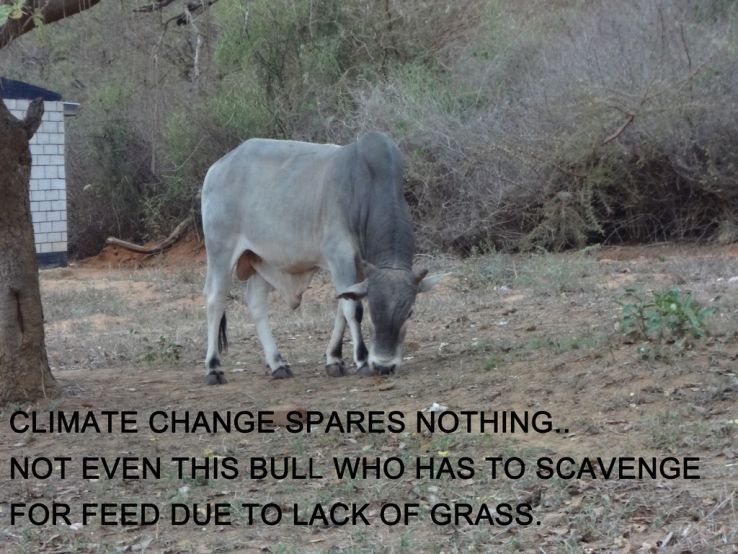 Climate Change spares nothing