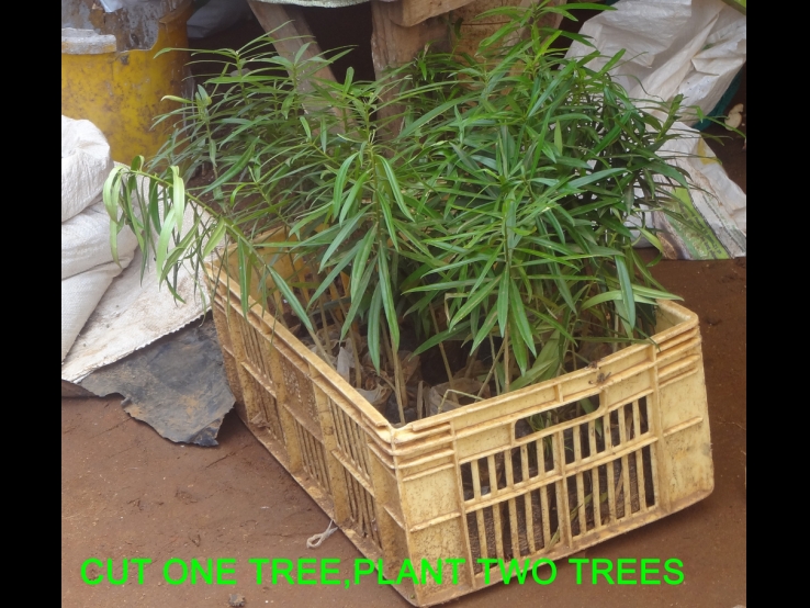 Cut one tree, plant two