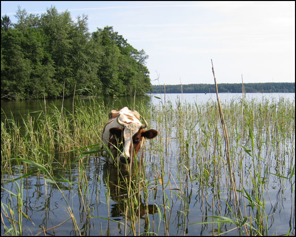 Floating Cow