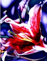 Lily