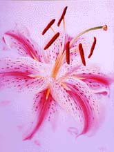 Stargazer