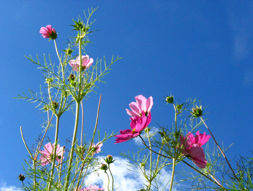 Sky Flowers
