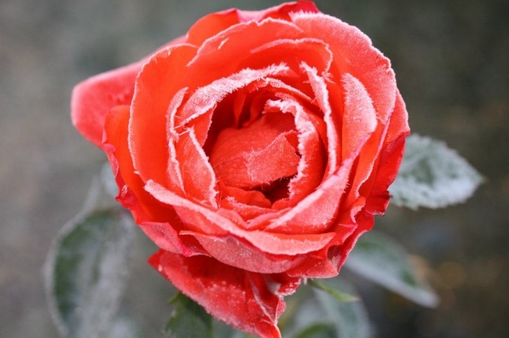 Frozen Rose