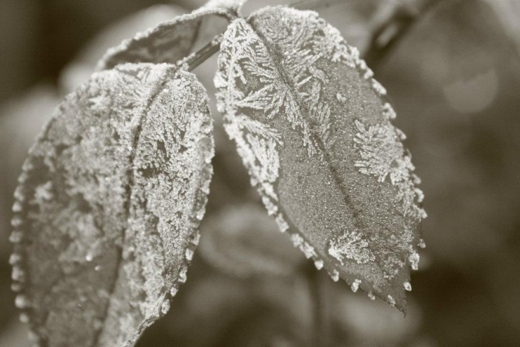 Leaves of Rose