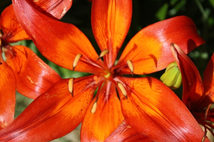 Lily