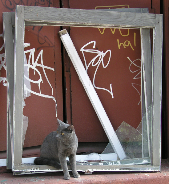 The Cat and the frame