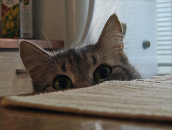 My cat