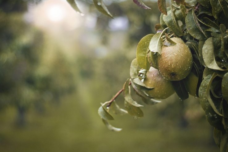 Pyrus