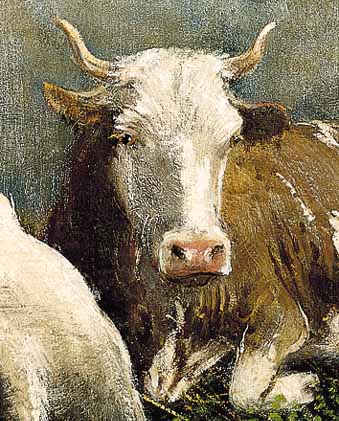 animal