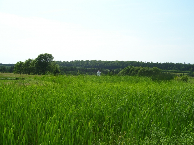 June Exhibit- Green Field