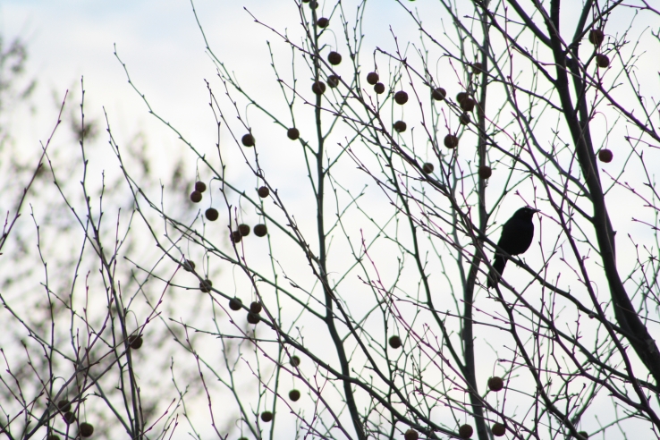 Silhouette Bird