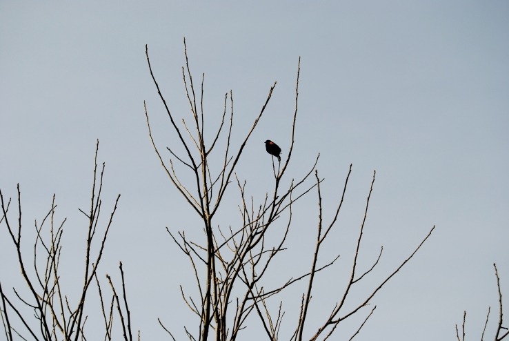 Spring Is Near