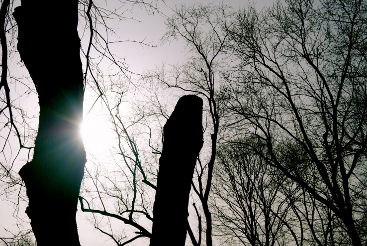 Through the Trees.