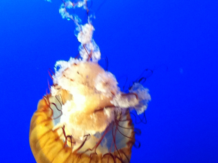 Jellies