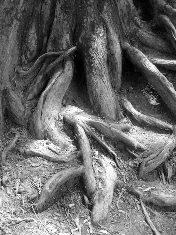 Ways of nature