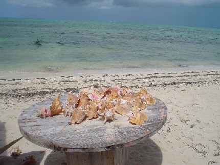 Conchs on a Table