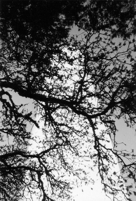 Lighthouse through the Trees