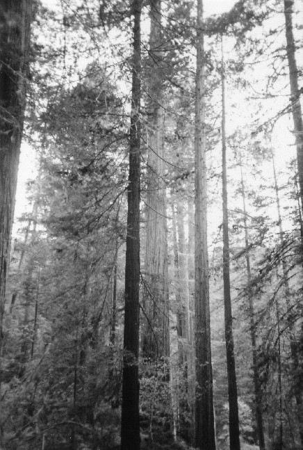 Redwood Trees