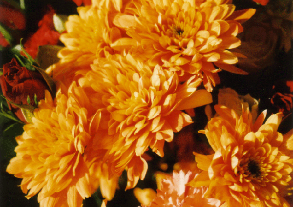 Flower 1