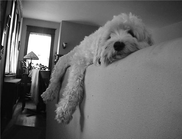 Lazy Dog