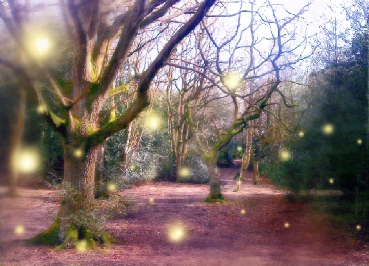 The Magic of Forests