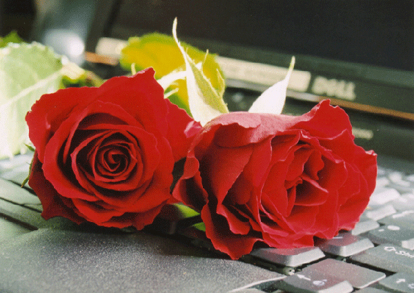 Flower 2