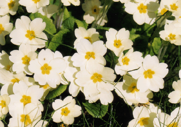 Flower 4