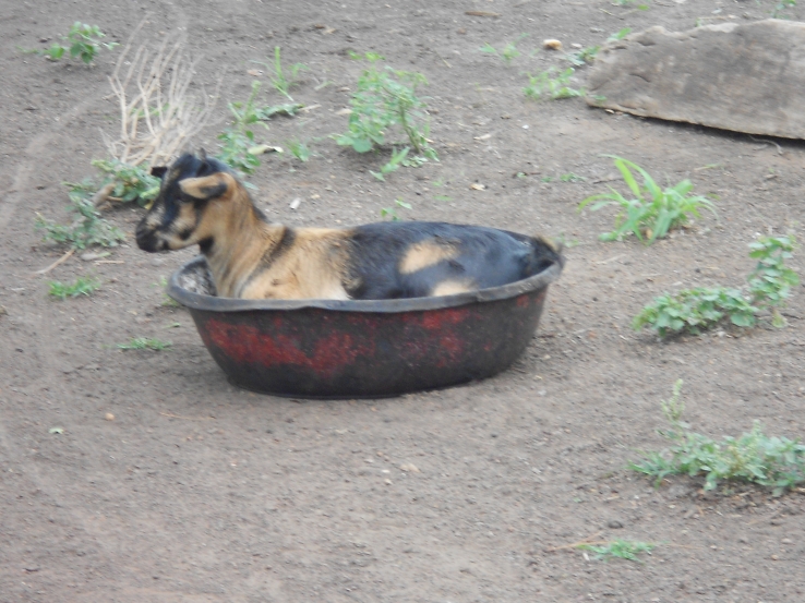 Goat fun